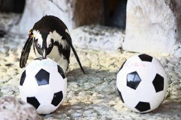 بعد القط "أخيل".. البطريق الروسي يتوقع نتائج المباراة الافتتاحية لكأس العالم 2018