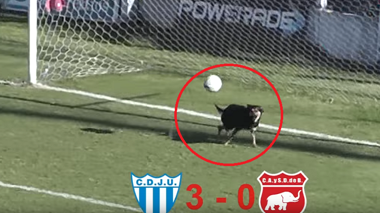 شاهد.. كلب يتصدى برأسه لفرصة هدف محقق أثناء مباراة في الأرجنتين
