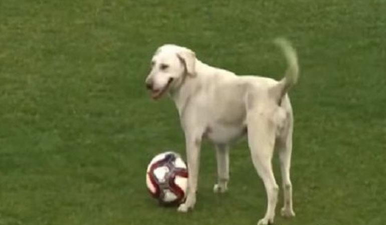 بالفيديو.. مشهد طريف لـ "كلب" يقتحم ملعب مباراة ويخطف الكرة من اللاعبين!