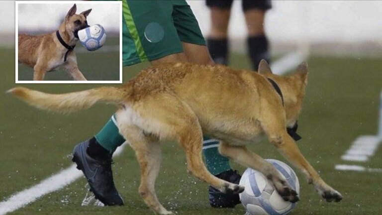 كلب يقتحم الملعب ويختطف الكرة من اللاعبين ويتلفها بأنيابه