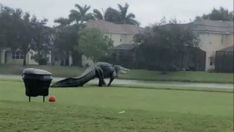 شاهد.. ظهور تمساح "بحجم ديناصور" في أحد ملاعب الغولف
