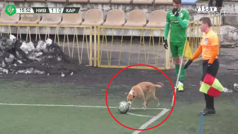 شاهد: لقطة طريفة.. كلب ينفذ ركلة ركنية في مباراة رسمية!