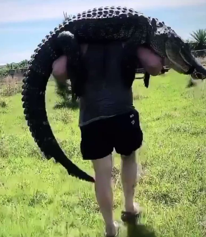 بالفيديو..لاعب يصطاد تمساحا عملاقا ويحمله على كتفيه